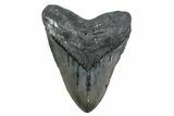 Fossil Megalodon Tooth - North Carolina #381353-1